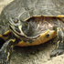 Turtle Perch