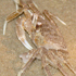 Ghost Crab Series